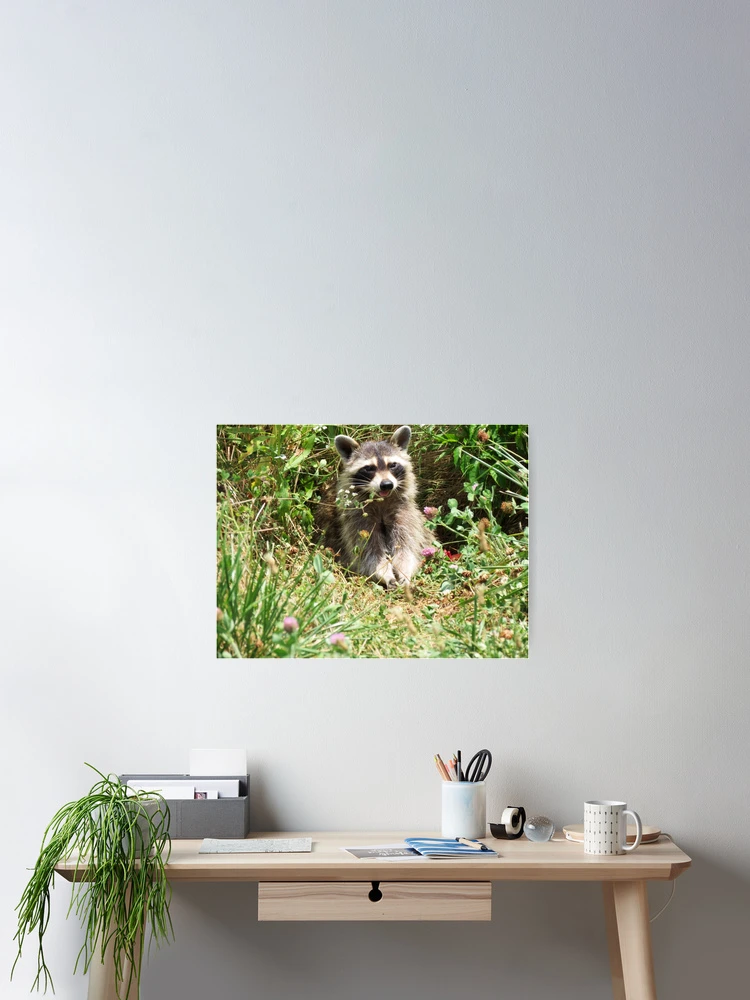 Thumbnail 2 of 3, Poster, Young Racoon designed and sold by Ron Russell.