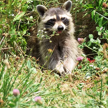 Artwork thumbnail, Young Racoon by Ron Russell