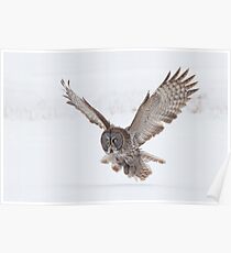 Great Gray Owl. Poster