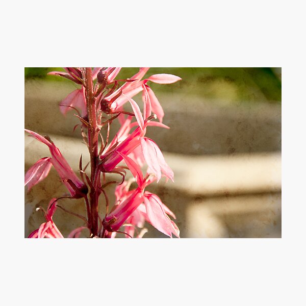 Textured flower Photographic Print