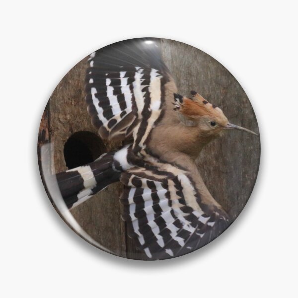 Item preview, Hoopoe In Feuersbrunn, Lower Austria designed and sold by Mythos57.