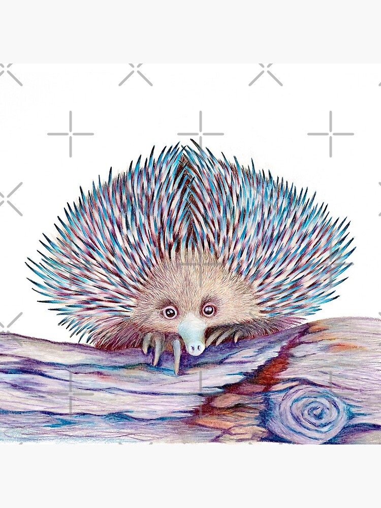 Thumbnail 5 of 5, Coasters (Set of 4), Echidna designed and sold by Nicole Grimm-Hewitt.