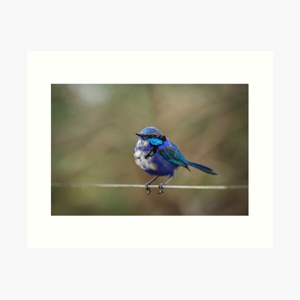 Item preview, Fairy Wren on a wire fence. designed and sold by Coen-87.