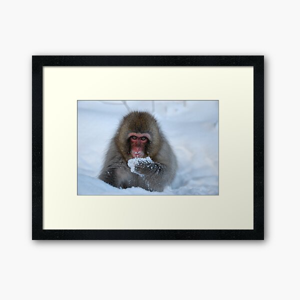 Snowy monkey Framed Art Print