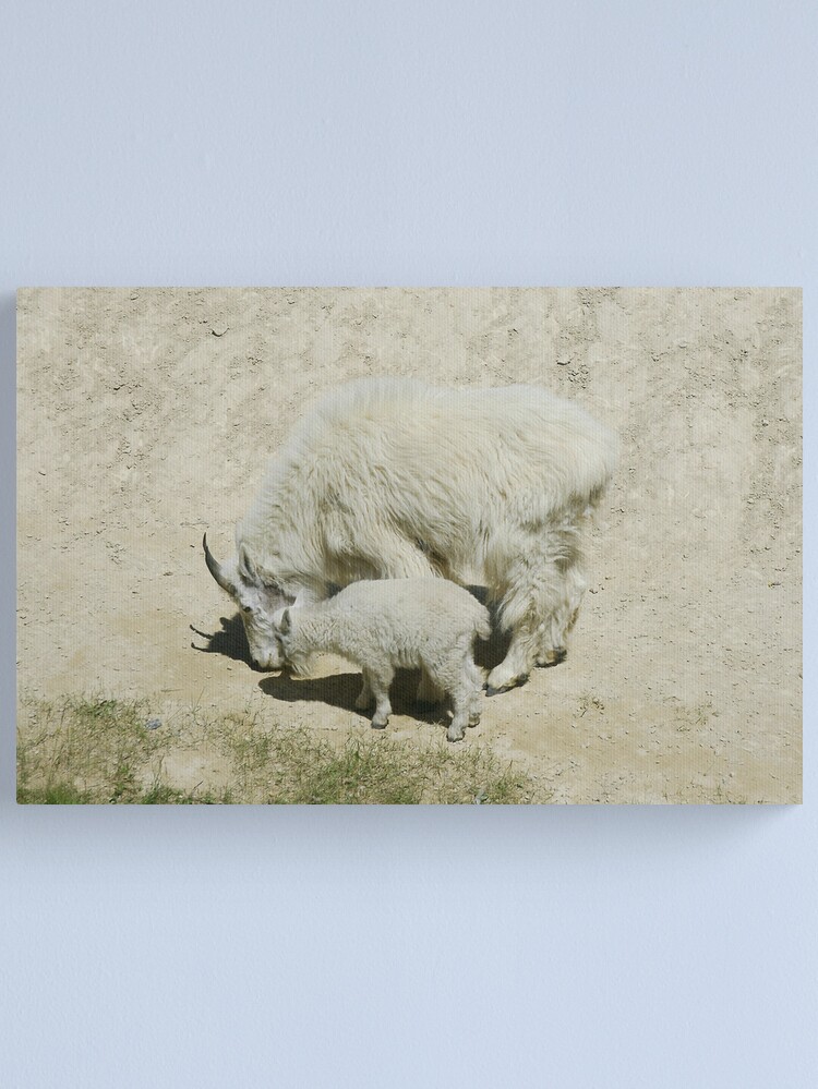 Alternate view of Rocky Mountain goats at a salt lick Canvas Print