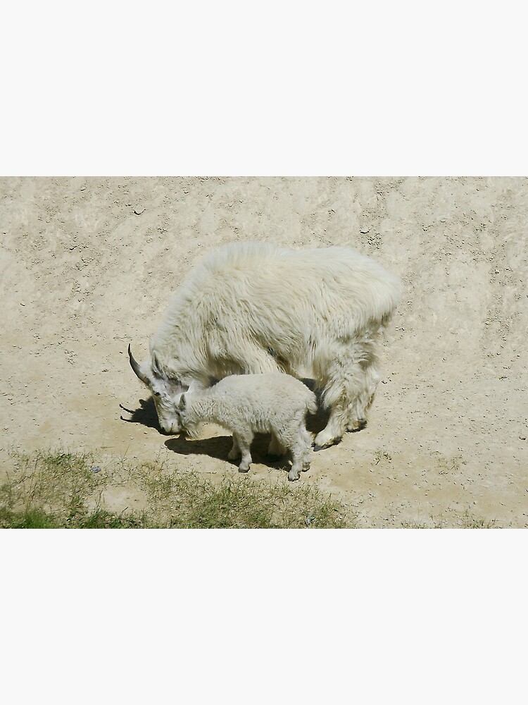Rocky Mountain goats at a salt lick by rogersmith