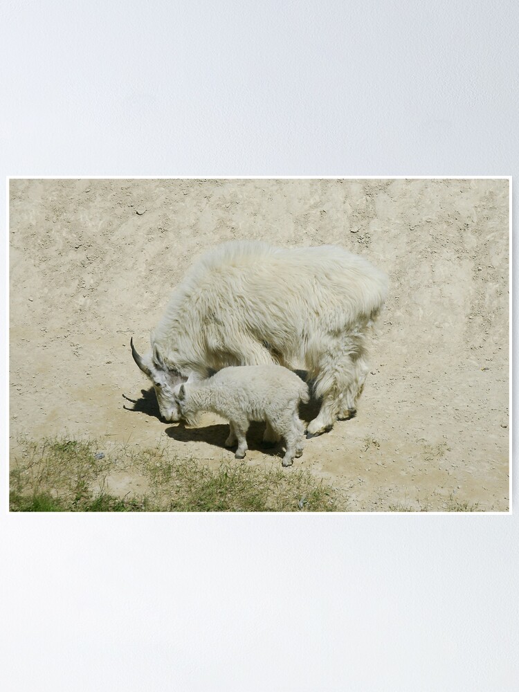Alternate view of Rocky Mountain goats at a salt lick Poster