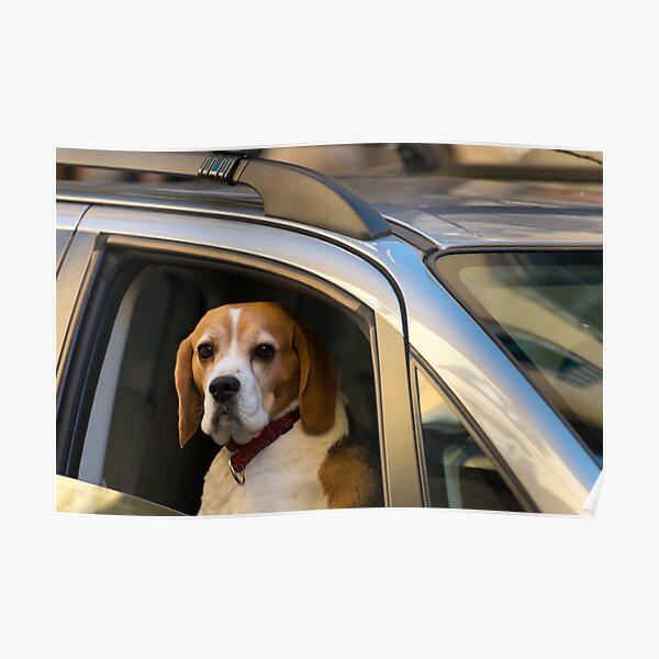 As soon as my driver arrives ......... Cortona, Tuscany Poster