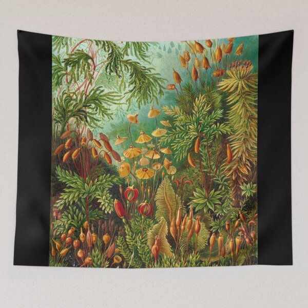 Item preview, Mosses by Ernst Haeckel - Beautiful Vintage Illustration designed and sold by NewNomads.