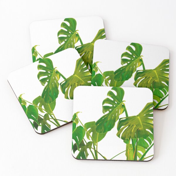 Item preview, Monstera  green leaves and stems in casual fashion selective soft on white pot isolated on white background. designed and sold by Brian Scantlebury.