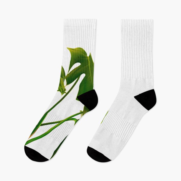 Item preview, Monstera pot plant with leaves in casual fashion in white pot isolated on white background. designed and sold by Brian Scantlebury.