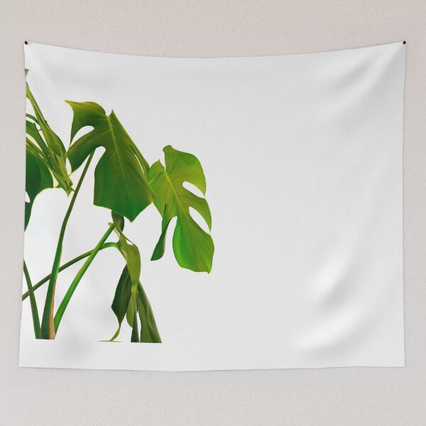 Item preview, Monstera pot plant with leaves in casual fashion in white pot isolated on white background. designed and sold by Brian Scantlebury.