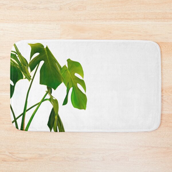 Item preview, Monstera pot plant with leaves in casual fashion in white pot isolated on white background. designed and sold by Brian Scantlebury.