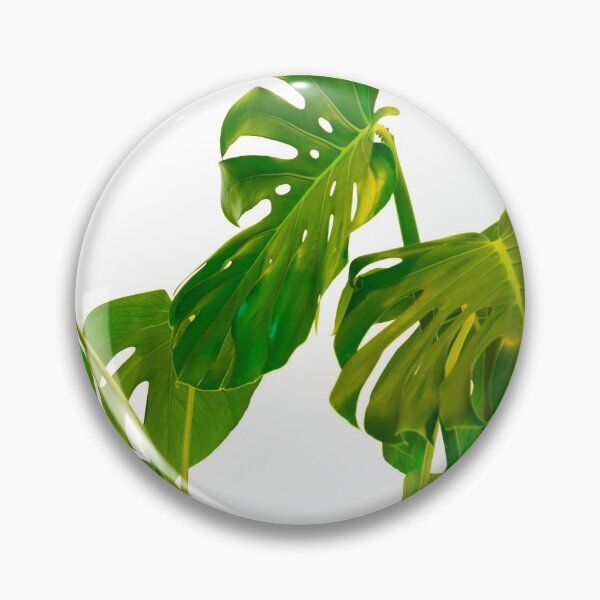 Item preview, Monstera  green leaves and stems in casual fashion selective isolated on white background. designed and sold by Brian Scantlebury.