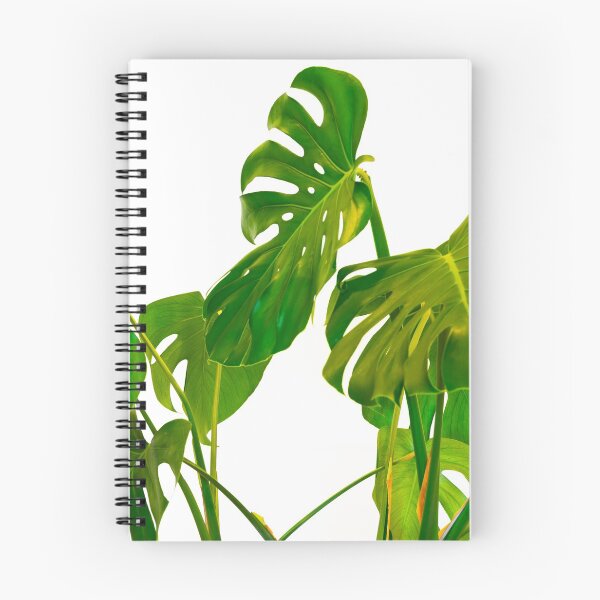 Item preview, Monstera  green leaves and stems in casual fashion selective isolated on white background. designed and sold by Brian Scantlebury.