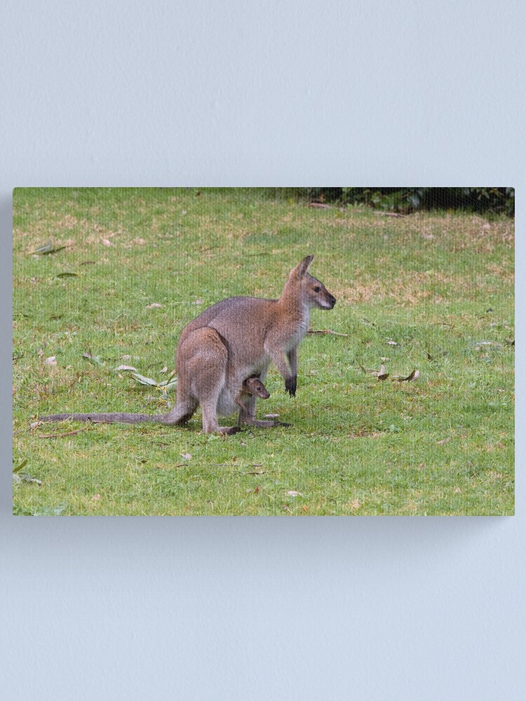 Alternate view of Wallaby with joey Canvas Print