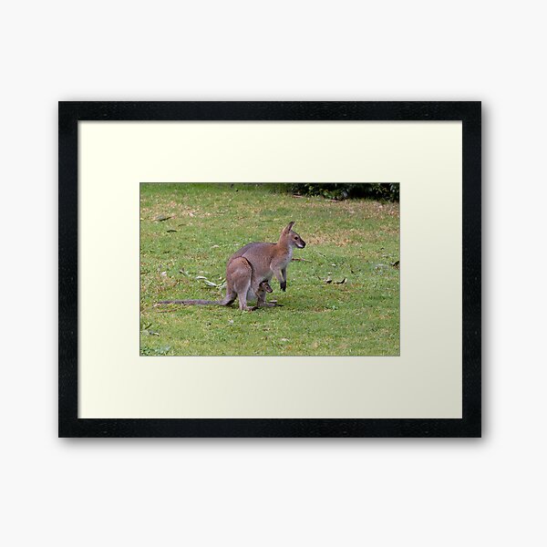 Wallaby with joey Framed Art Print