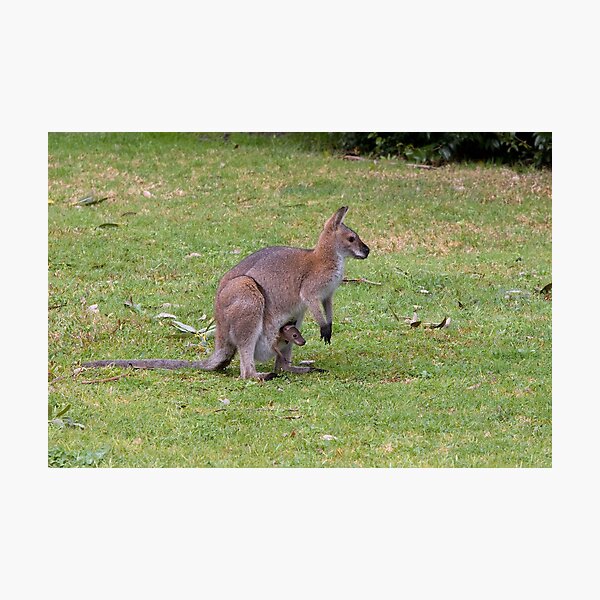 Wallaby with joey Photographic Print