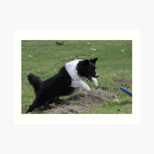Border Collie Pouncing Art Print