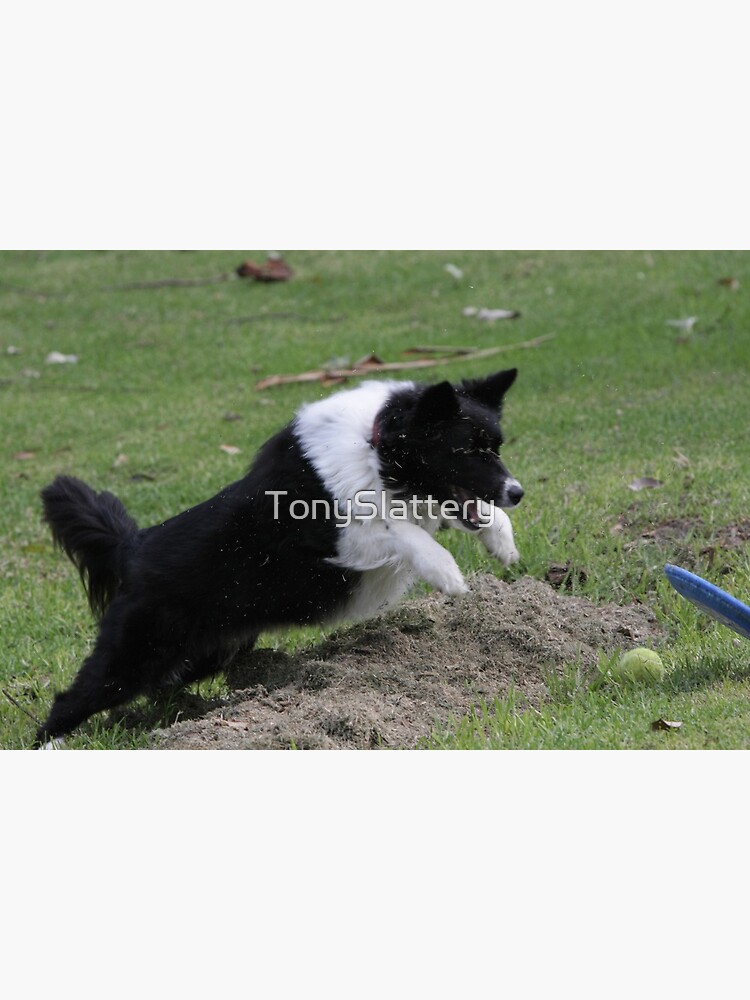 Border Collie Pouncing by TonySlattery