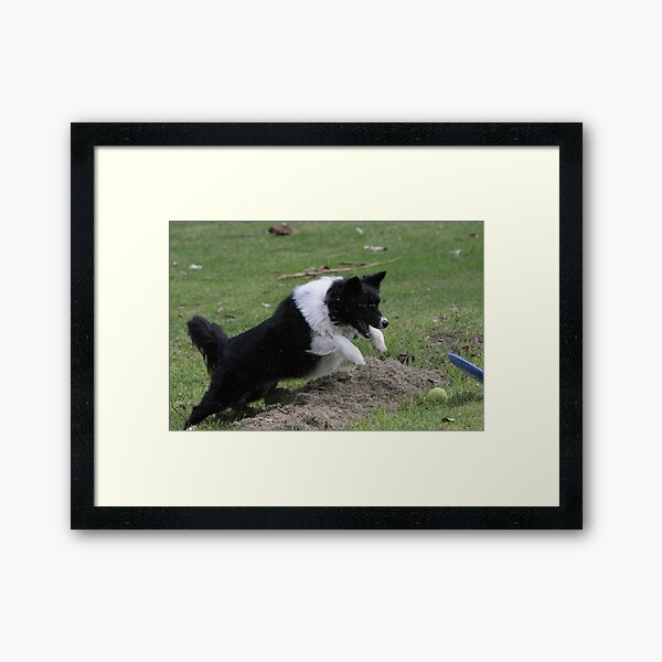 Border Collie Pouncing Framed Art Print