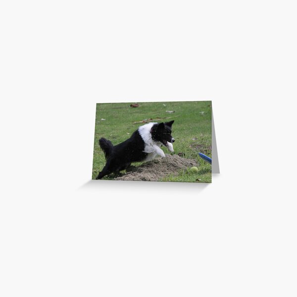 Border Collie Pouncing Greeting Card