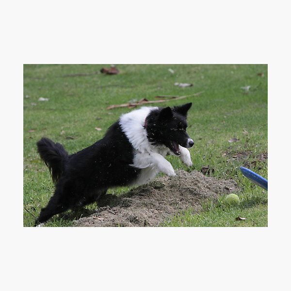 Border Collie Pouncing Photographic Print