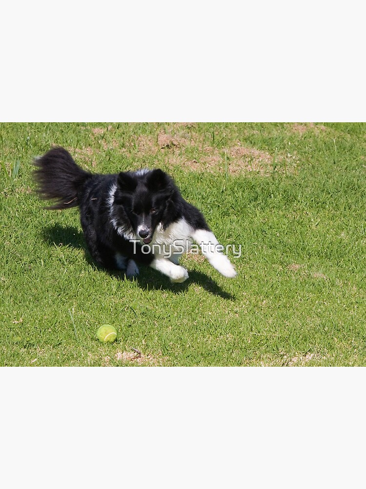 Border Collie Chasing by TonySlattery