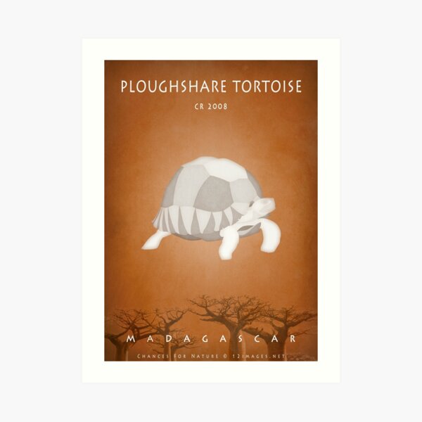 Ploughshare tortoise Madagascar wildlife Art Print