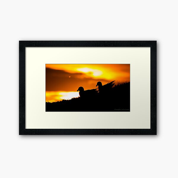 Fulmar Silhouette Framed Art Print