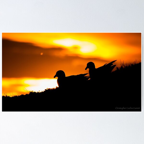 Item preview, Fulmar Silhouette designed and sold by Christopher  Cachia-Zammit.