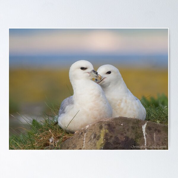 Item preview, Fulmar love  designed and sold by Christopher  Cachia-Zammit.