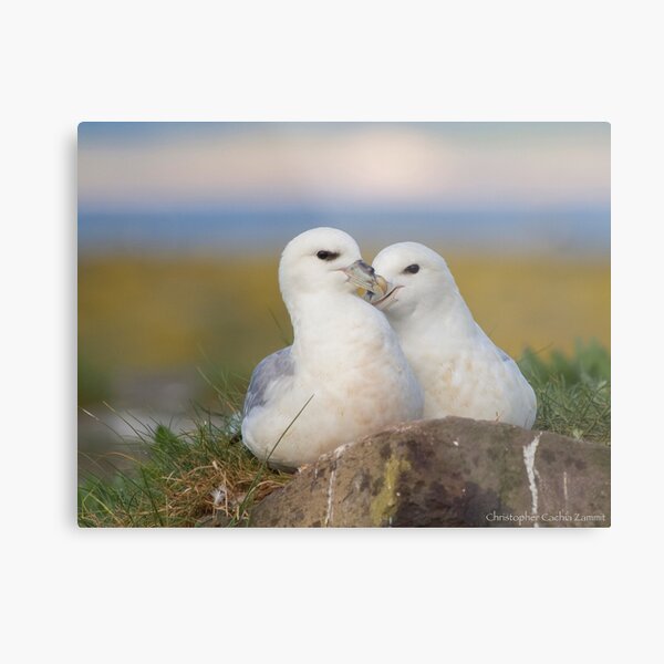 Fulmar love Metal Print