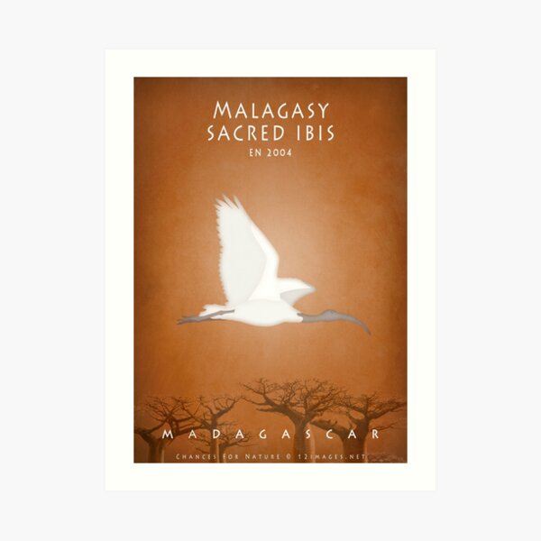 Malagasy sacred ibis Madagascar wildlife Art Print