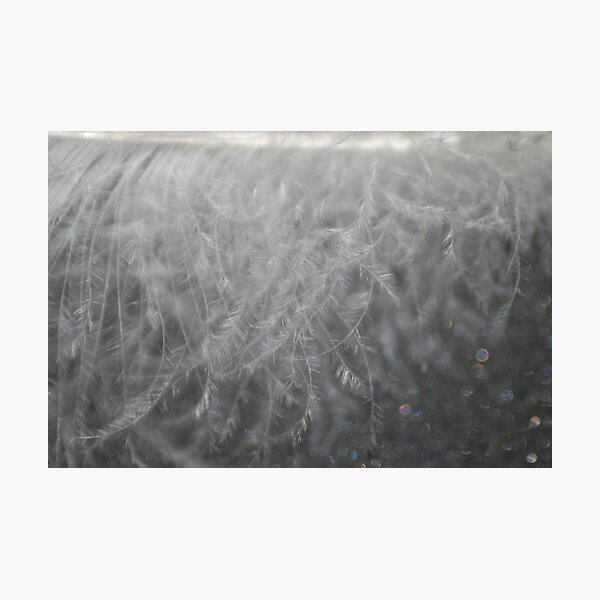 Artikelvorschau, Feather Abstract entworfen und verkauft von Mark McReynolds.