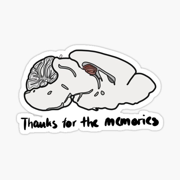 Thanks for the memories - Maus Gehirn Hippocampus Sticker