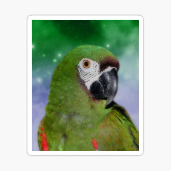 Green Severe Mini Macaw Parrot Sticker