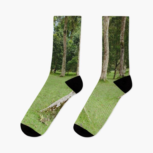 Item preview, Rain Forest Tree 3 - Nature designed and sold by joejiing.