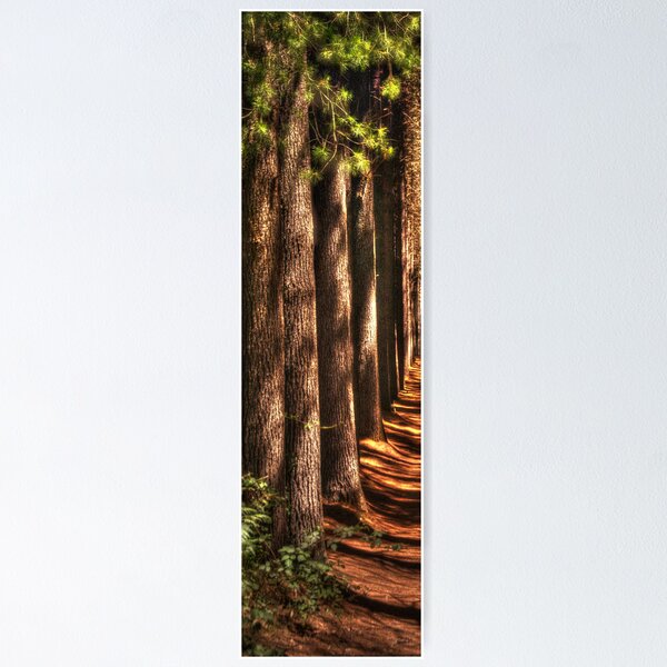 Item preview, Cathedral  # 3- Sugar Pine Walk, Laurel Hill NSW - The HDR Experience designed and sold by Salieri1627.