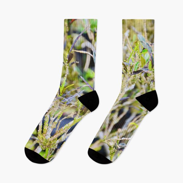 Item preview, Summer vibrant plants - Nature designed and sold by joejiing.