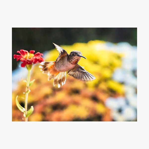 Item preview, Backlit designed and sold by MCHerdering Photography.
