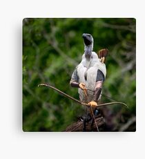 Griffon vulture Legolas Canvas Print