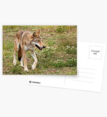 Wolf walking Postcards