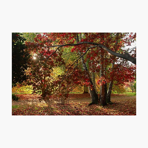 Item preview, A golden autumn designed and sold by miradorpictures.