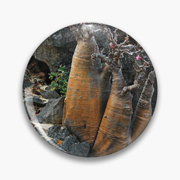 Item preview, Rare Exotic Desert Rose Tree flowering,  Socotra Island designed and sold by worldways.