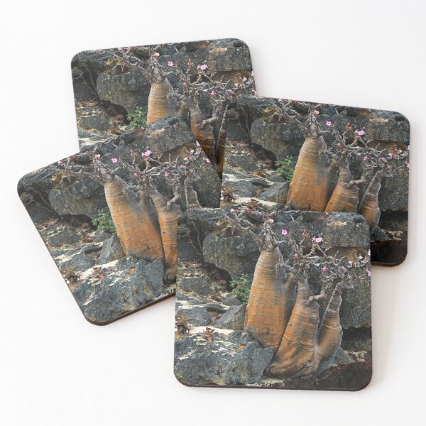 Item preview, Rare Exotic Desert Rose Tree flowering,  Socotra Island designed and sold by worldways.