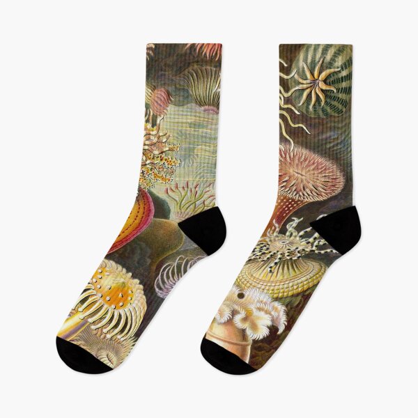 Item preview, Sea anemones from Ernst Haeckel - Art forms of Nature - Vintage Illustration designed and sold by NewNomads.