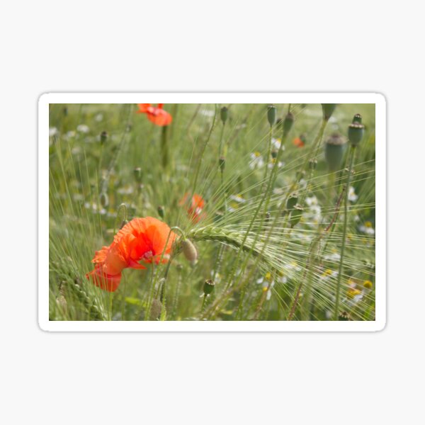 Poppies in the cornfield (2) Sticker