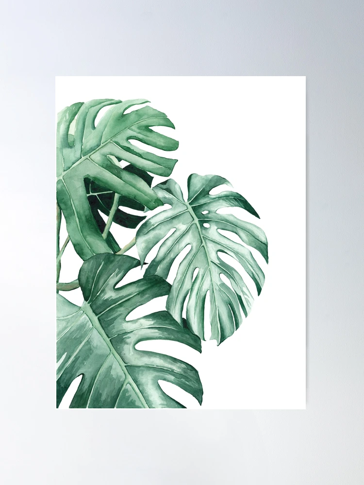 monstera deliciosa var. borsigiana Monstera deliciosa var. borsigiana albo-variegata – Carnivero main image 1