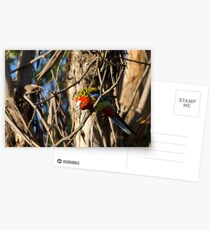 Eastern Rosella Postcards
